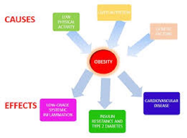 Understanding Obesity: The Causes and Consequences of Excess Weight